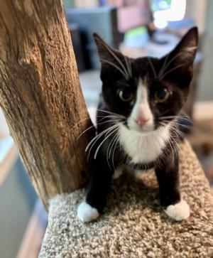 Spice, kitten, available for adoption