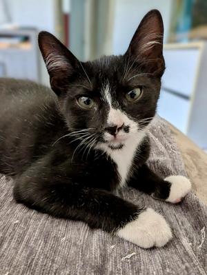 Picasso, kitten, available for adoption
