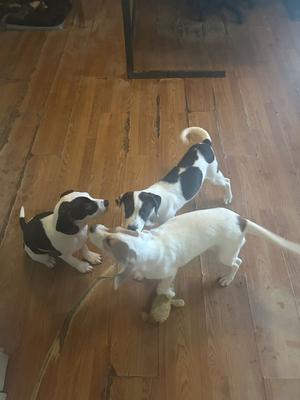 Three dogs playing on a wooden floor.