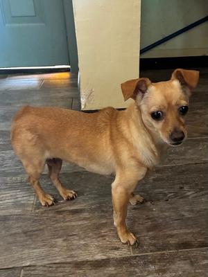 Dolly-tho no puffy blond hair..., Chihuahua / Beagle, adult, available for adoption