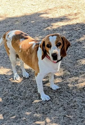 Gracie, Beagle, adult, available for adoption