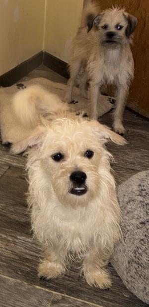 Bubba-in front, Terrier / Poodle (Miniature), young, available for adoption