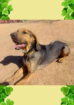 Jackson, Beagle / Hound, adult, available for adoption