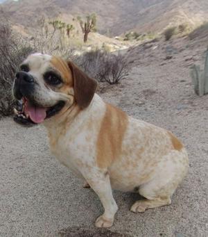 A dog sitting in the desert