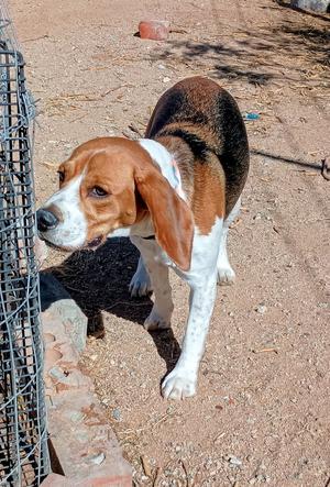 Chanel-, Beagle, young, available for adoption