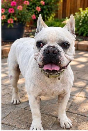 Casper, French Bulldog, young, available for adoption