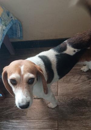 A beagle dog standing on a wooden floor, looking directly at the camera.