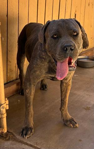 Big Boy-Fabulous Personality, English Mastiff, adult, available for adoption