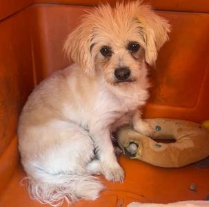 Arthur, Maltese / Poodle (Miniature), adult, available for adoption