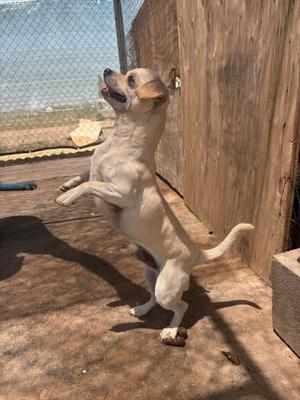 Apple Jack--Cuddly sweetheart, Chihuahua, young, available for adoption