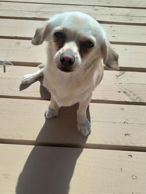 Coco- real cuddler and loverbug, Chihuahua, young, available for adoption