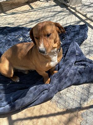 Buddy, Dachshund, young, available for adoption