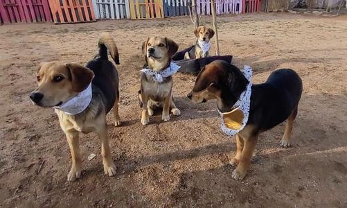 Four dogs wearing bandanas in an outdoor enclosure with colorful pallet fencing in the background.