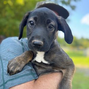 ALPHARETTA - Samira, Mixed Breed (Medium), puppy, available for adoption