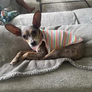 A small dog wearing a colorful striped sweater, lying on a gray couch.
