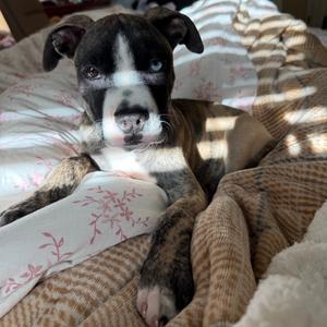 ALPHARETTA - Paprika "Papi", Mixed Breed (Medium), puppy, available for adoption