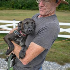 Colter, Retriever, Chocolate Labrador, puppy, available for adoption