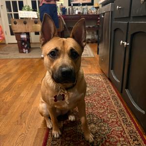 ALPHARETTA - Ally, Shepherd, adult, available for adoption