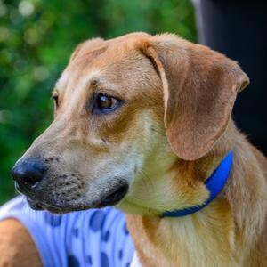 ALPHARETTA - Dottie, Coonhound, young, available for adoption