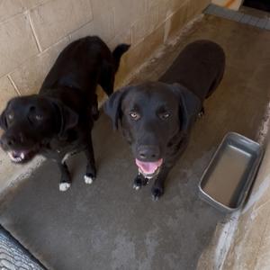 Andy, Retriever, Black Labrador, adult, available for adoption