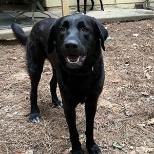 ALPHARETTA - Andy, Retriever, Black Labrador, adult, available for adoption