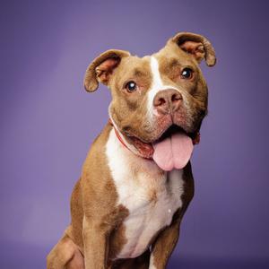 A brown and white pitbull dog with its tongue out against a purple background.