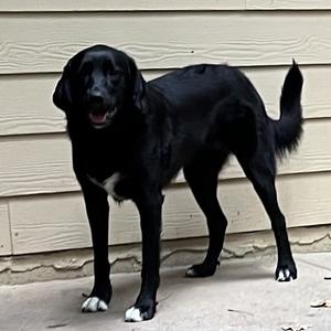 ALPHARETTA - Ann, Retriever, Black Labrador, adult, available for adoption
