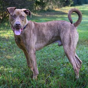 A brown brindle dog standing on grass with its tongue out, looking at the camera.