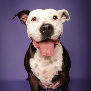 Candy, Terrier, American Staffordshire, adult, available for adoption