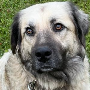 ALPHARETTA - Stellar, Shepherd, Anatolian, adult, available for adoption