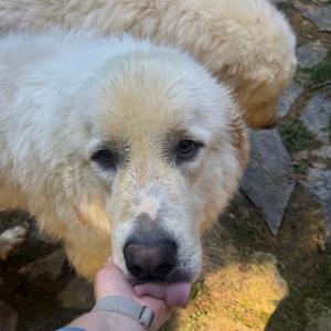 Cooper, Pyrenees, Great, adult, available for adoption