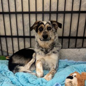 ALPHARETTA - Kip, Collie, Border, young, available for adoption