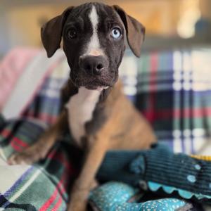 ALPHARETTA - Chili, Mixed Breed (Medium), puppy, available for adoption