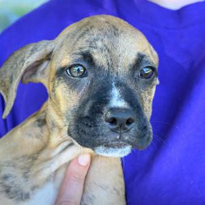 ALPHARETTA - Cardamom "Cardi", Mixed Breed (Medium), puppy, available for adoption