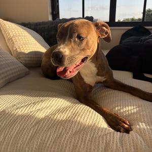 ALPHARETTA - Arthur, Mixed Breed (Medium), adult, available for adoption