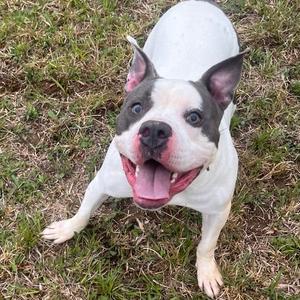 Buddy Boy, Mixed Breed (Medium), adult, available for adoption
