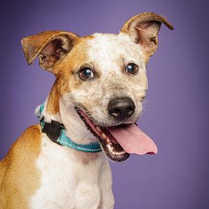 A medium-sized dog with white and brown fur, floppy ears, and its tongue hanging out, against a purple background.