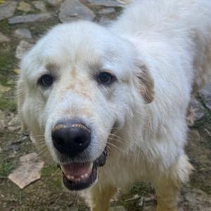 Chester, Pyrenees, Great, adult, available for adoption