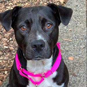 ALPHARETTA - Serena, Retriever, Black Labrador, adult, available for adoption