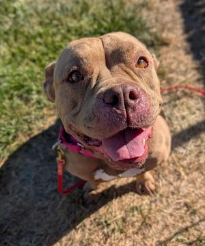 Andromeda, Pit Bull Terrier, adult, available for adoption