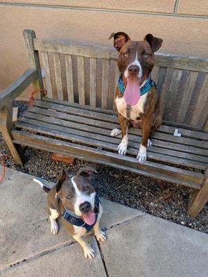 Two dogs sitting on a wooden bench and on the ground