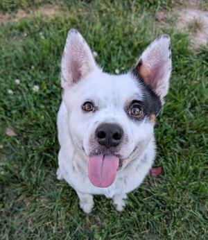 Crunchwrap, Australian Cattle Dog / Blue Heeler, adult, available for adoption