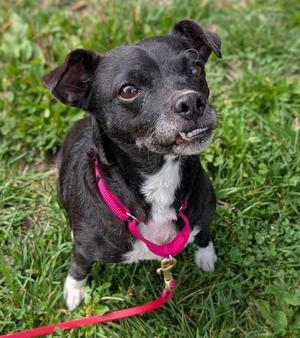 Parsley, Chihuahua, senior, available for adoption