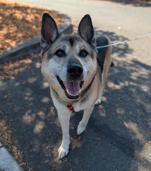 A happy dog with a black and tan coat, standing on a paved surface, looking up with its mouth open and tongue out.