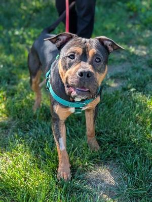 Bagpipes, Rottweiler / Pit Bull Terrier, adult, available for adoption