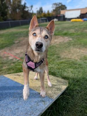 A dog with blue eyes and a pink harness standing on a ramp in a grassy area.