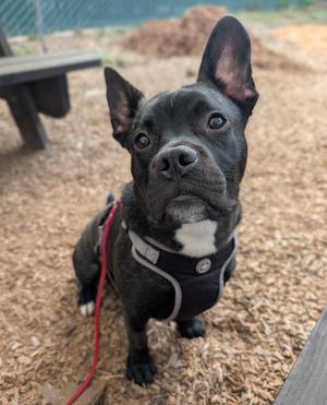 Melon Baby, French Bulldog, young, available for adoption