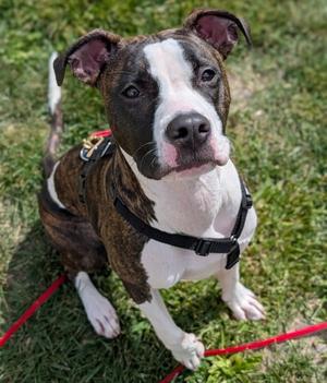Sharkleberry Fin, Boxer, adult, available for adoption