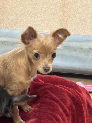 Serena, Chihuahua, puppy, available for adoption