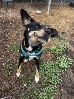 A black and tan dog with a blue harness standing on a patch of dirt and grass, looking up with its ears perked up.
